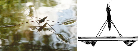 소금쟁이가 물에서 뛰어오르는 모습을 초고속카메라로 촬영한 사진. 서울대 공대 제공